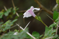 Ipomoea marginata